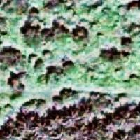 CROPD Dataset project thumbnail
