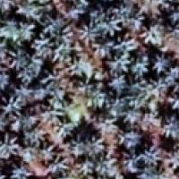 CROPD Dataset - Google Earth project thumbnail