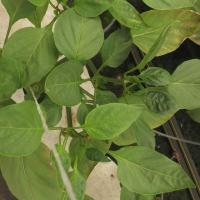 Capsicum project thumbnail
