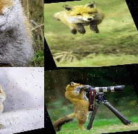 Dataset Image