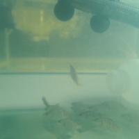 Fish Finder project thumbnail