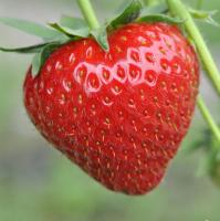 Find strawberries 2 project thumbnail