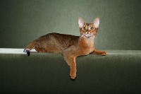 Oxford Pets project thumbnail