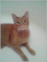CatDataset project thumbnail