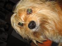 StanfordDog project thumbnail