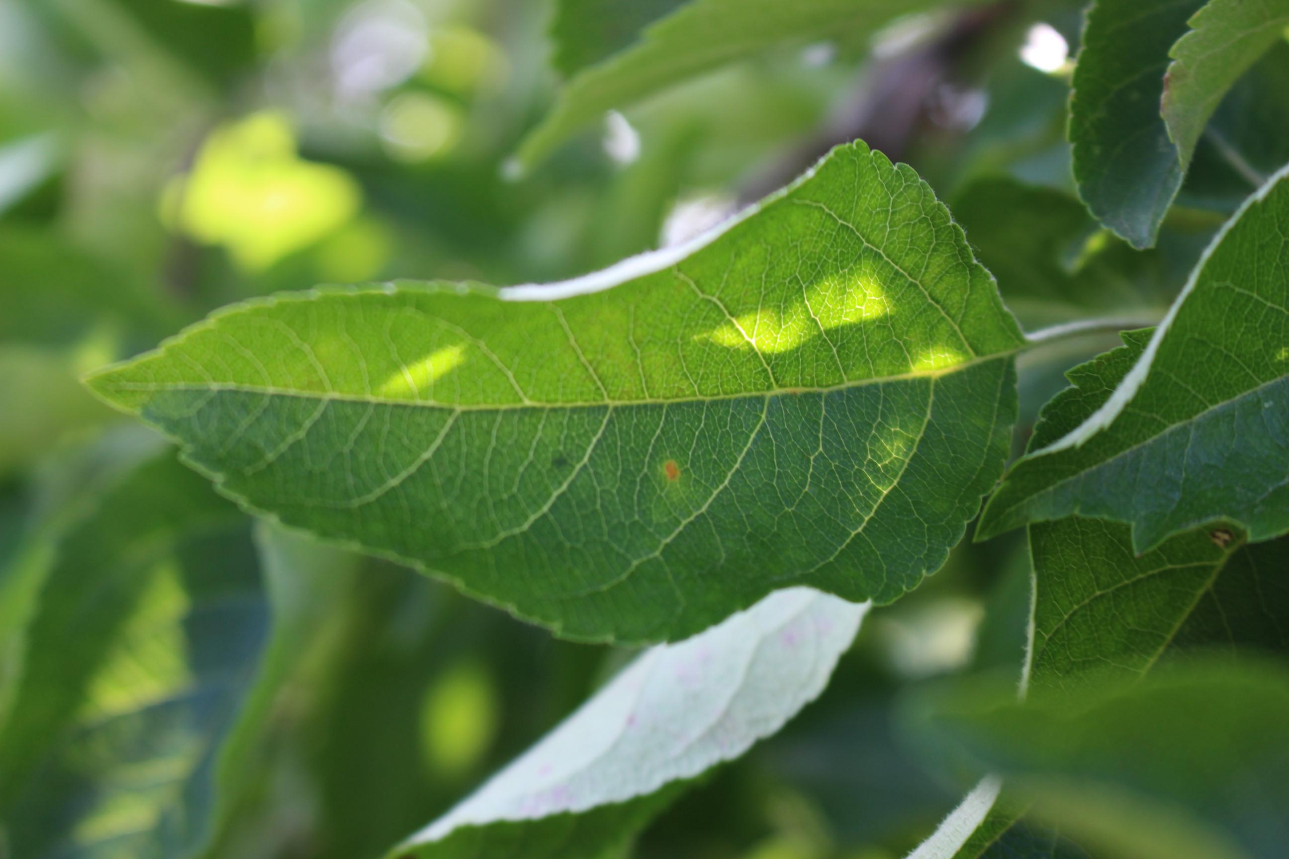 Plant Pathology 2021 Instance Segmentation Instance Segmentation