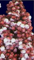 Sorghum(Disease)  project thumbnail
