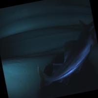fish project thumbnail