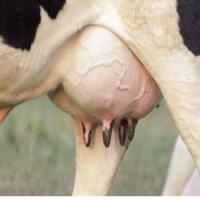 cattle project thumbnail