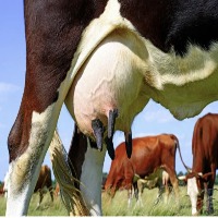 mastitis_mild project thumbnail
