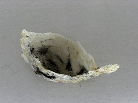 BirdNest Balanced Classification project thumbnail