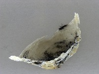 BirdNest project thumbnail