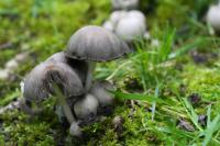 Project Mushroom project thumbnail