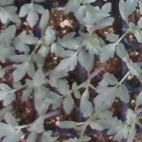 Seedlings project thumbnail