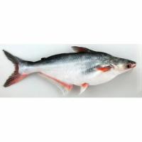 Penyakit Ikan Patin project thumbnail