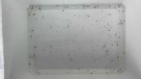 shrimp100 project thumbnail