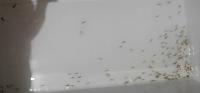fish fingerlings project thumbnail