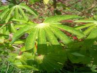 Cassava Crop Disease Detection project thumbnail