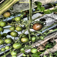 tomato_anna project thumbnail
