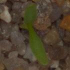 weed detection project thumbnail