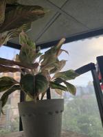 plant-species-seg project thumbnail