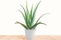 Plant Species RecognitionSeg project thumbnail