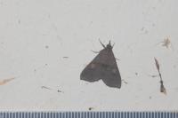 Moth Detector 2 project thumbnail