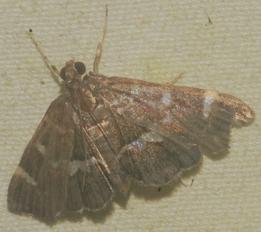 CR-Moths Classification Model by SeedSpark