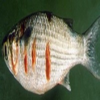 fish disease project thumbnail