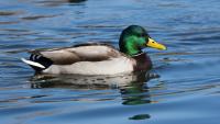 Patos project thumbnail