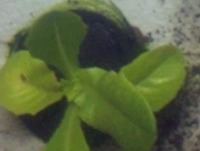 lettuce classifier project thumbnail