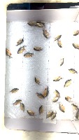 fish 800 project thumbnail
