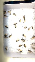 fish 400 project thumbnail