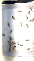 fish 100 project thumbnail