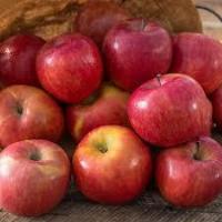 Find apples project thumbnail
