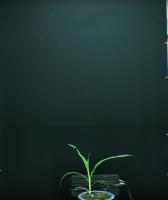 Corn leaves detector project thumbnail