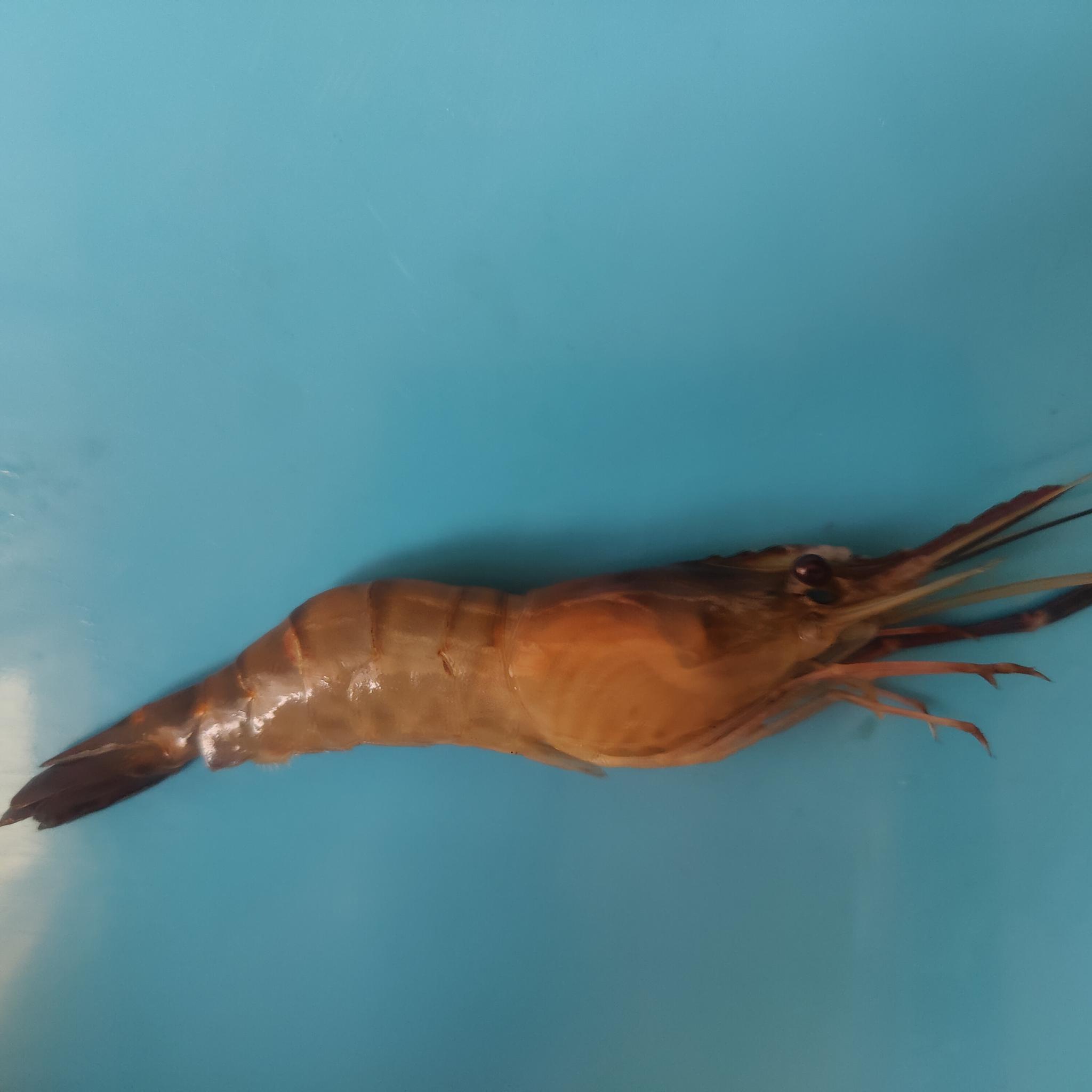 shrimp Instance Segmentation Dataset by QuimicaMasso