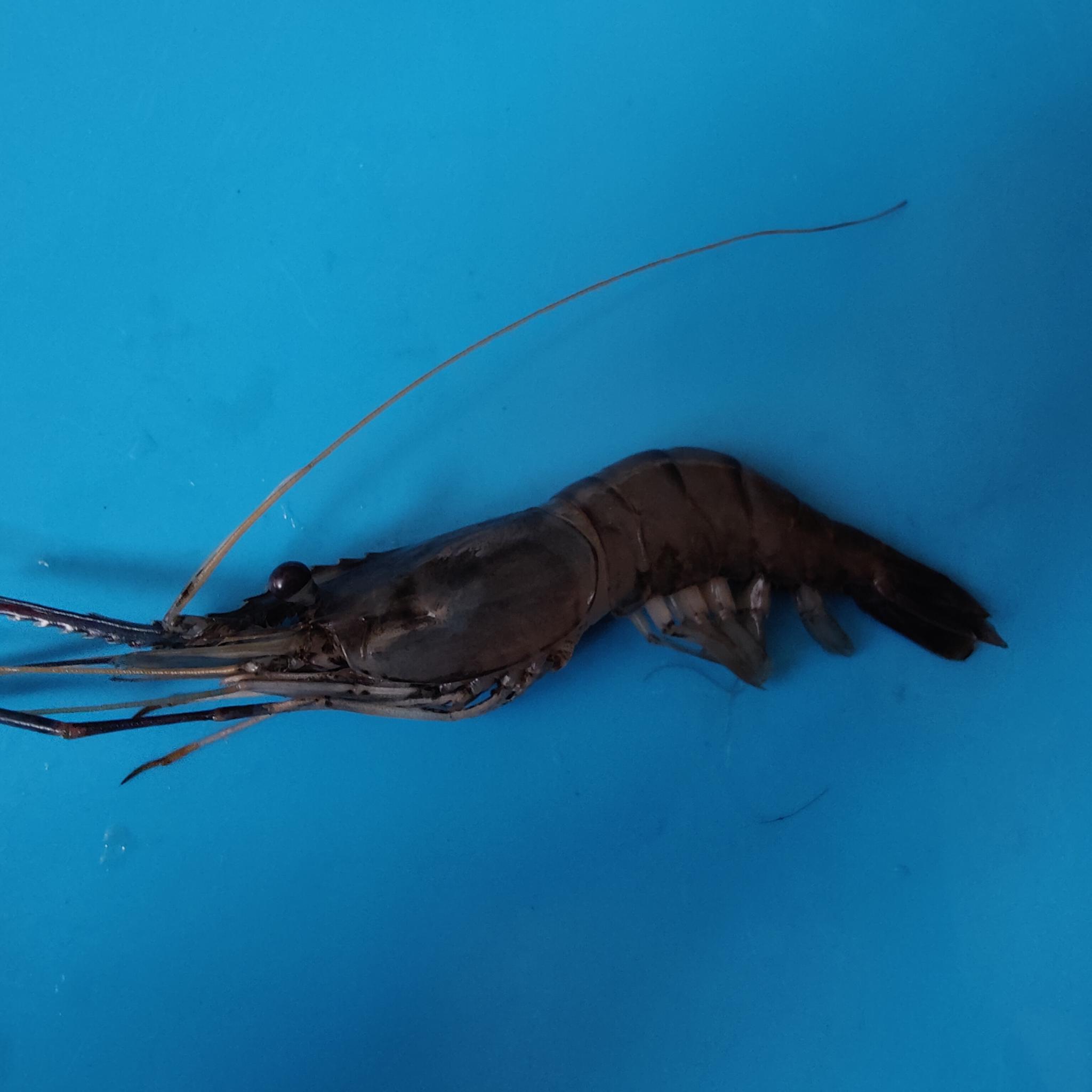 shrimp Instance Segmentation Dataset by QuimicaMasso