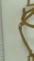 SEALIP - Seaweed Disease project thumbnail