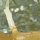 NEW SEALIP project thumbnail
