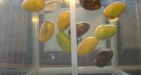 Mango Detection project thumbnail