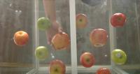 Fruits-Detectionorange project thumbnail