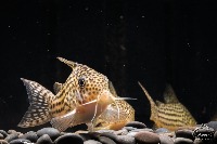 corydorais1 project thumbnail
