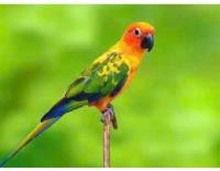 BIRD_FISH project thumbnail