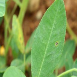 Peanut Early Leaf Spot Object Detection Dataset by testing