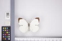 Butterfly_NEST project thumbnail