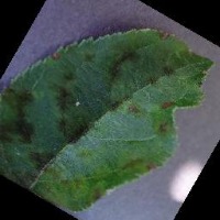 Dataset Image