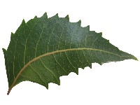 Dataset Image
