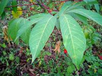 cassava3 project thumbnail