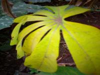 cassava2 project thumbnail